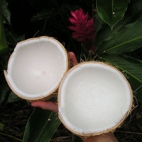 coconuthalves600x600